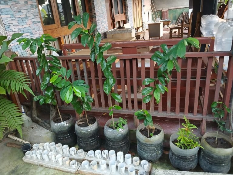 tanam pohon1